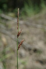 Carex flacca serrulata