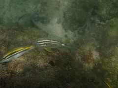 Parupeneus ciliatus