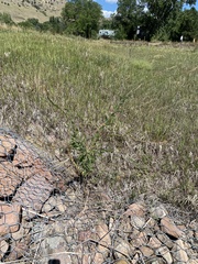 Oenothera curtiflora