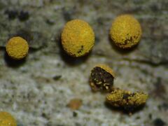 Physarum auriscalpium