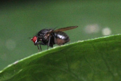 Diptera