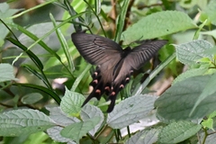 Byasa