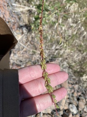 Oenothera curtiflora