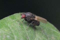Diptera