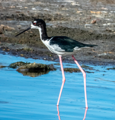 Himantopus mexicanus knudseni