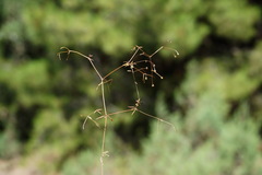 Galium tenuissimum