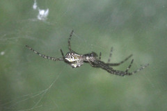 Cyrtophora cicatrosa