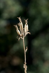Legousia hybrida