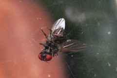 Diptera