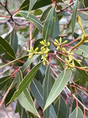 Eucalypteae