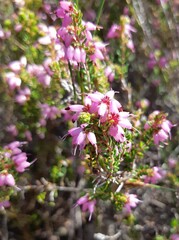 Erica interrupta
