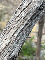 Eucalypteae