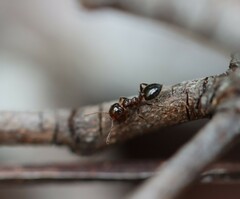Crematogaster