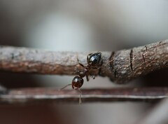 Crematogaster