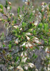 Erica penicilliformis