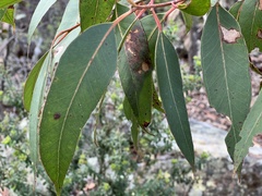 Eucalypteae