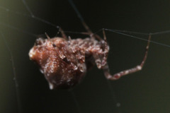 Araneae