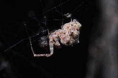 Araneae