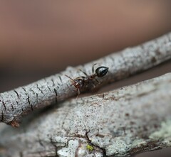 Crematogaster