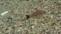 Lutjanus lemniscatus