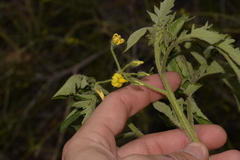 Solanum lycopersicum