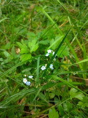Myosotis