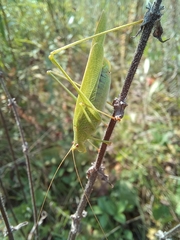 Phaneroptera falcata