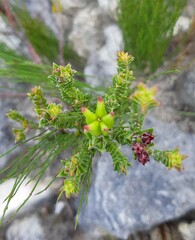Diosma