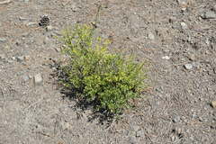 Chrysojasminum fruticans