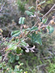 Pomaderris paniculosa