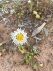 Polycalymma stuartii