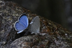 Celastrina lavendularis