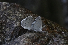 Celastrina lavendularis
