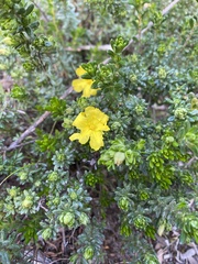 Hibbertia sericea