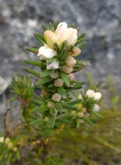 Erica excavata