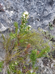 Erica excavata