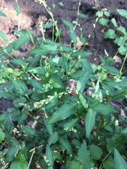 Persicaria hydropiper