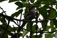 Hemixos castanonotus