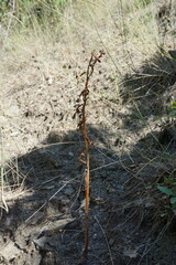 Himantoglossum caprinum