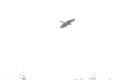 Accipiter