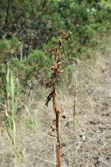 Himantoglossum caprinum