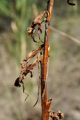 Himantoglossum caprinum