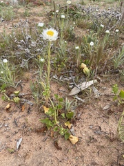 Polycalymma stuartii