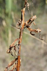 Himantoglossum caprinum