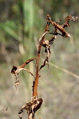Himantoglossum caprinum