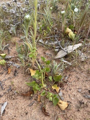 Polycalymma stuartii