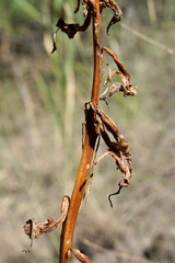 Himantoglossum caprinum