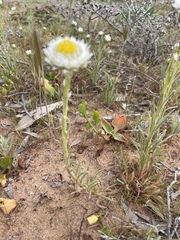 Polycalymma stuartii