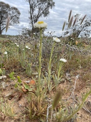 Polycalymma stuartii