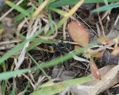Polyrhachis ammon
